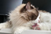 以爪爪宠物（探索与爪爪宠物一起生活的美妙之处）