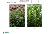 以dx除螨贴，告别螨虫困扰（一款有效去除螨虫的贴片产品）